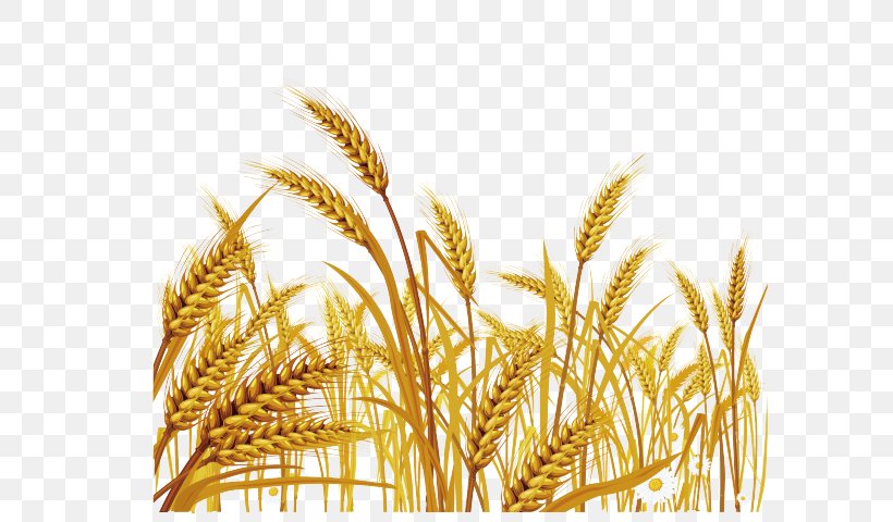 Vector Graphics Royalty-free Wheat Clip Art Illustration, PNG, 640x480px, Royaltyfree, Barley, Cereal, Cereal Germ, Crop Download Free