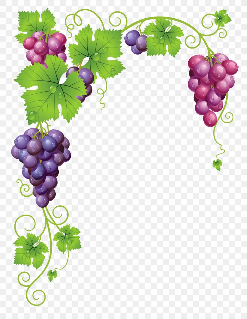 Common Grape Vine Wine Clip Art, PNG, 2566x3316px, Common Grape Vine, Flowering Plant, Food, Fruit, Grape Download Free