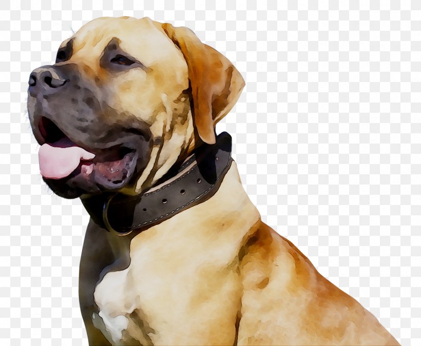 Dog Breed Black Mouth Cur Boerboel Snout Police Dog, PNG, 1594x1314px, Dog Breed, American Mastiff, Ancient Dog Breeds, Bandog, Black Mouth Cur Download Free