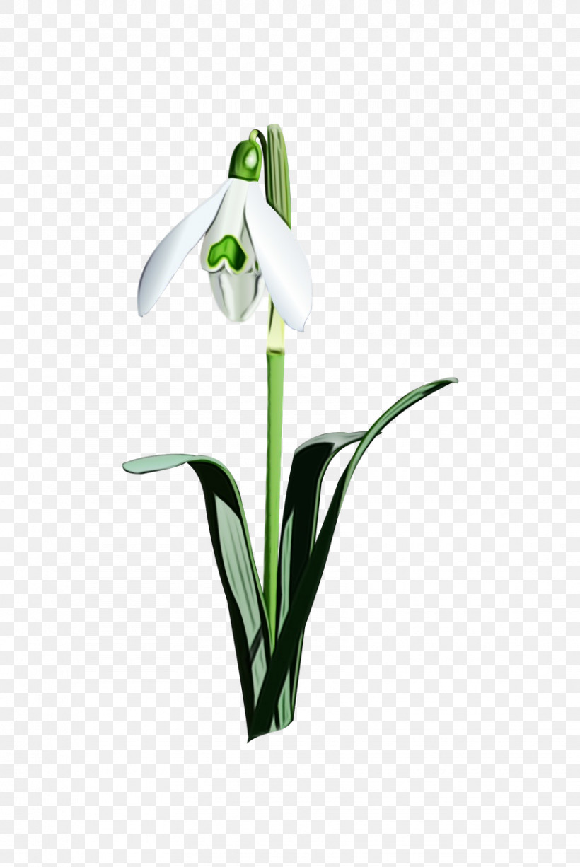 Flower Snowdrop Plant Galanthus Petal, PNG, 856x1280px, Watercolor, Alismatales, Amaryllis Family, Arum Family, Cut Flowers Download Free