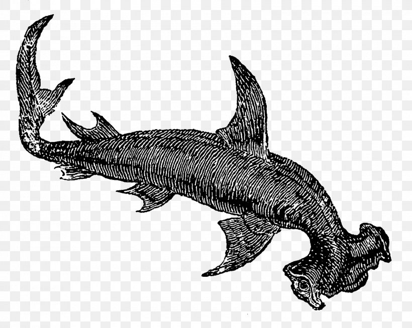 Tiger Shark Clip Art Drawing Sea, PNG, 1600x1275px, Tiger Shark, Animal, Aquarium, Black And White, Cartilaginous Fish Download Free
