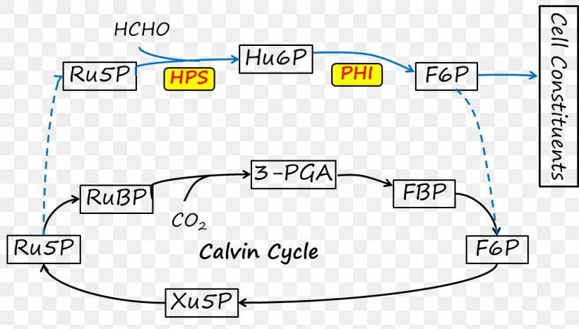 Calvin Cycle Diagram Angle, PNG, 1222x695px, Calvin Cycle, Area, Brand, Diagram, Document Download Free