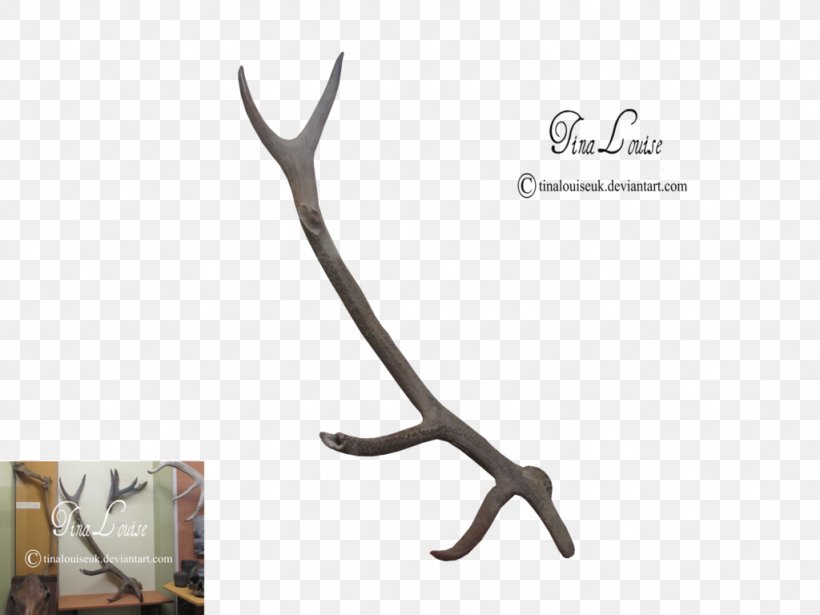 Deer Antler Horn DeviantArt, PNG, 1024x768px, Deer, Antler, Art, Blog, Deviantart Download Free