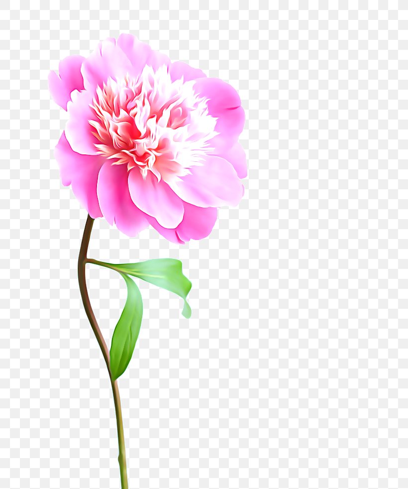 Flower Pink Stock Photography Peony, PNG, 683x982px, Flower, Blossom, Cut Flowers, Dahlia, Flora Download Free