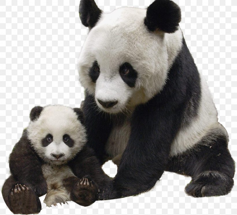 Giant Panda Polar Bear Red Panda Raccoon, PNG, 1124x1018px, Giant Panda, American Black Bear, Animal, Baby Pandas, Bear Download Free