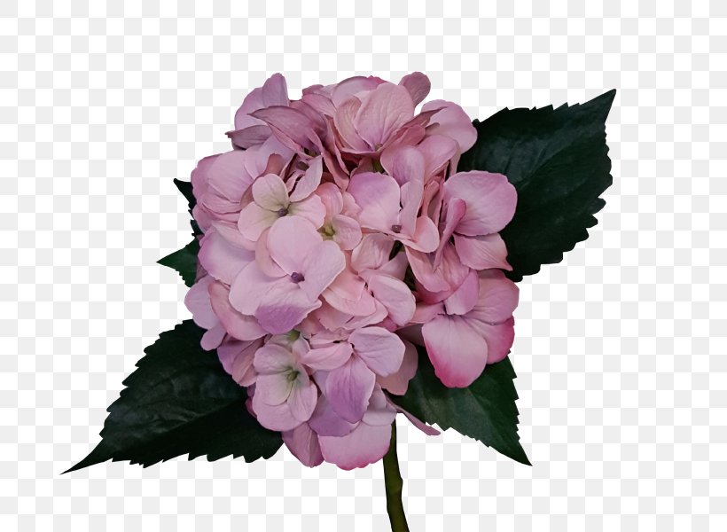 Hydrangea Cut Flowers Pink Rose, PNG, 800x600px, Hydrangea, Artificial Flower, Begonia, Carnation, Cornales Download Free