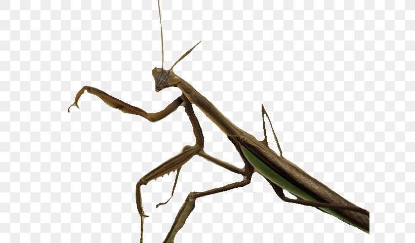 Mantis Insect Clip Art, PNG, 640x480px, Mantis, Algorithm, Arthropod, Biology, Drawing Download Free