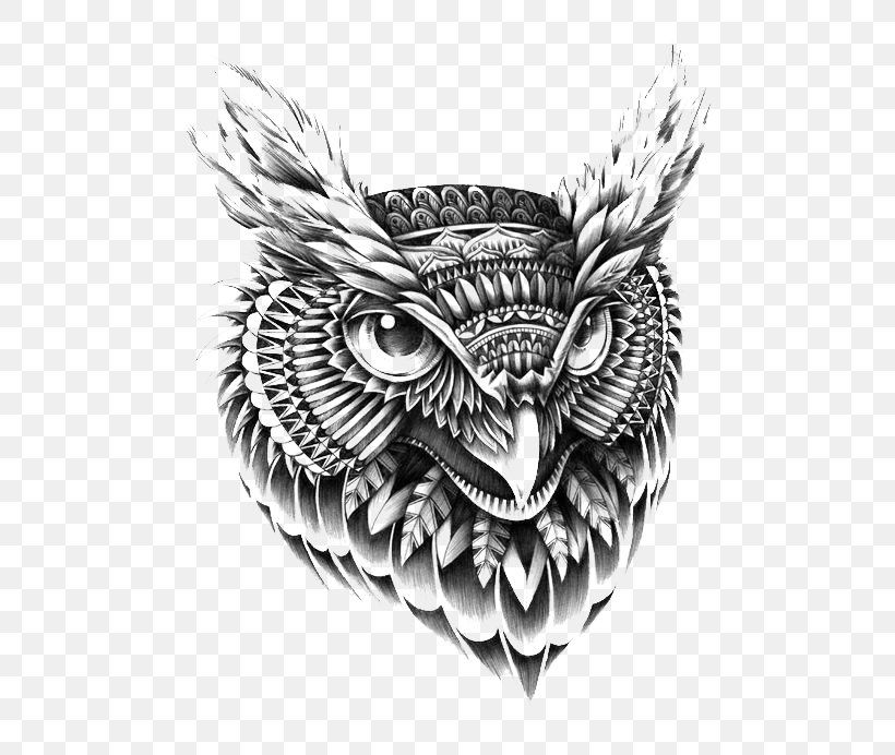 Owl Drawing Ornament Illustrator Illustration, PNG, 564x692px, Owl, Art, Beak, Bird, Bird Of Prey Download Free