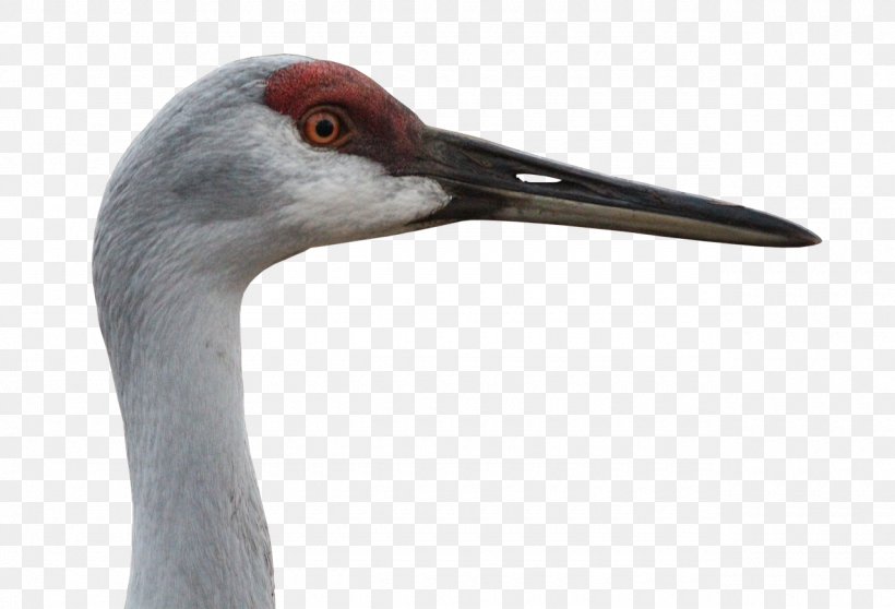 Sandhill Crane Bird Animal Grey Crowned Crane, PNG, 1280x872px, Crane, Animal, Beak, Bird, Brolga Download Free