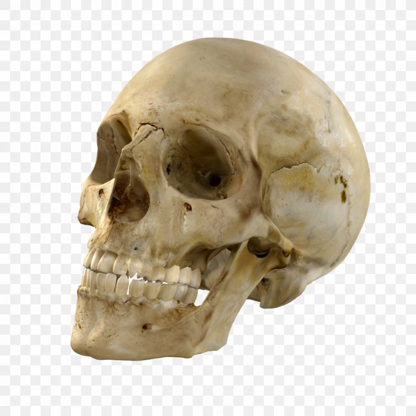 Skull Bone Skeleton 3D Computer Graphics, PNG, 1200x1200px, 3d Computer Graphics, 3d Modeling, Skull, Axial Skeleton, Bone Download Free
