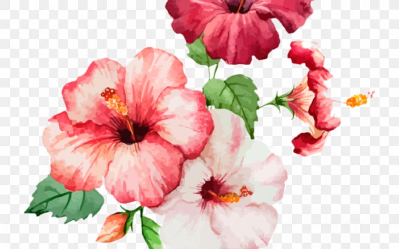 Flower Flowering Plant Petal Pink Hawaiian Hibiscus, PNG, 1368x855px, Flower, Chinese Hibiscus, Flowering Plant, Hawaiian Hibiscus, Hibiscus Download Free