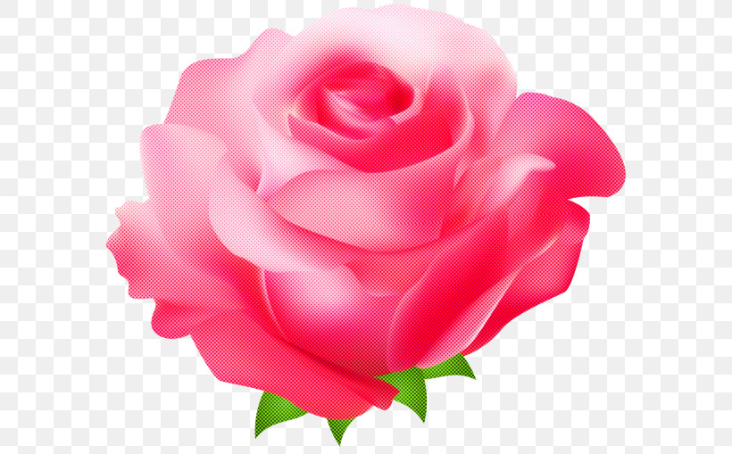 Garden Roses, PNG, 600x509px, Garden Roses, Floribunda, Flower, Hybrid Tea Rose, Petal Download Free