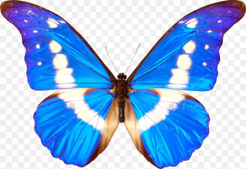 Butterfly Clip Art, PNG, 851x585px, Butterfly, Arthropod, Blue, Brush Footed Butterfly, Butterfly Net Download Free