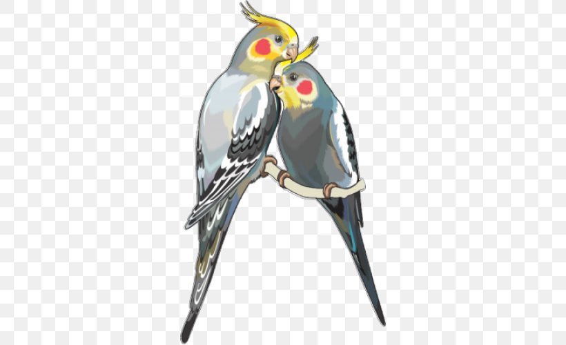 Cockatiel Parrot Budgerigar Bird Clip Art, PNG, 500x500px, Cockatiel, Beak, Bird, Birdcage, Budgerigar Download Free