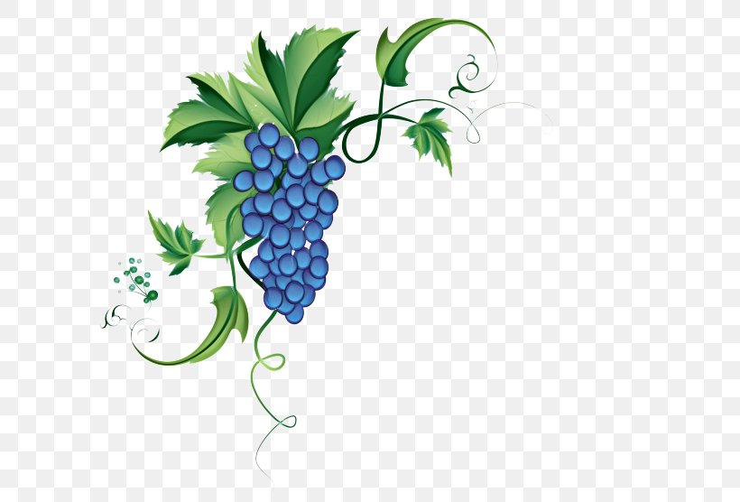 Grape Leaf, PNG, 600x556px, Grape, Artistic Inspiration, Berry, Blackberry, Food Download Free