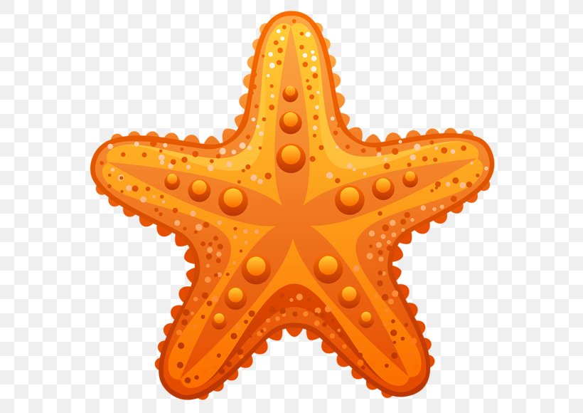 Starfish Clip Art, PNG, 600x580px, Starfish, Brittle Star, Cdr, Echinoderm, Invertebrate Download Free