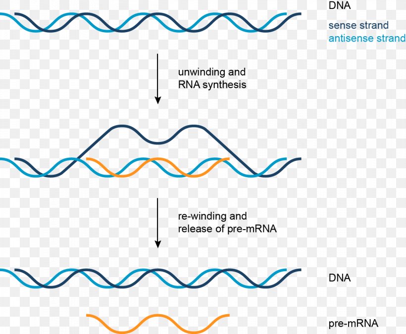 Transcription DNA Coding Strand Nucleic Acid RNA, PNG, 1311x1080px, Transcription, Acid, Adna, Area, Coding Strand Download Free
