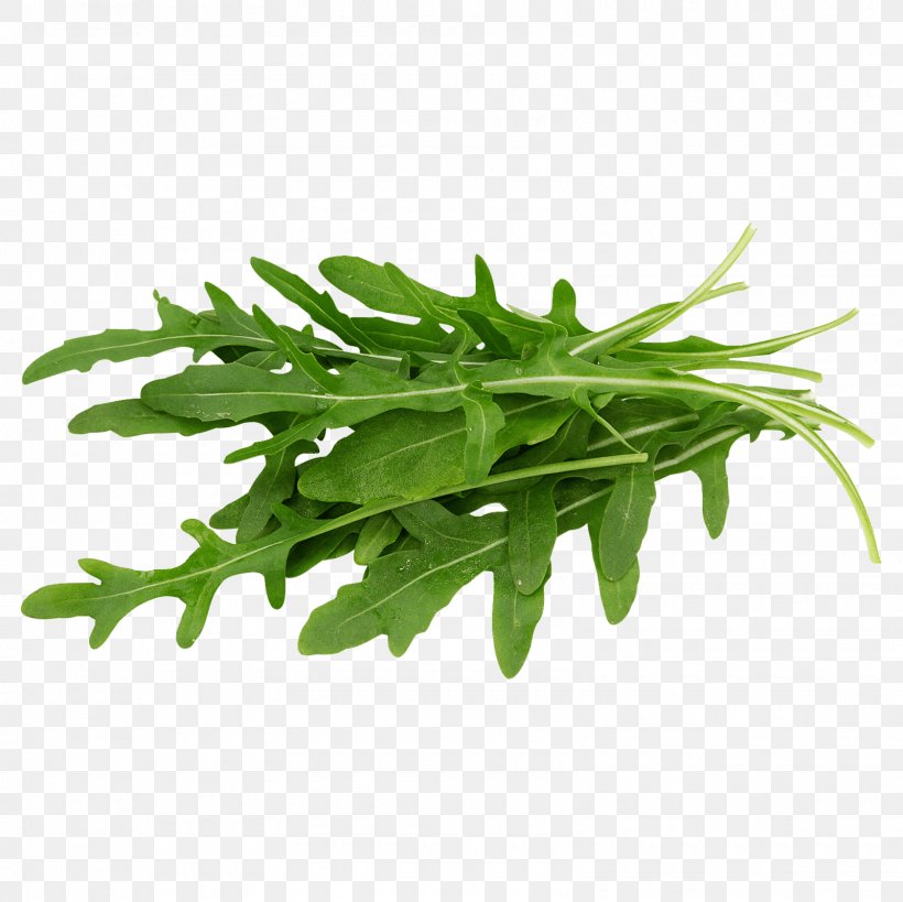 Arugula Greens Salad Vegetarian Cuisine Vegetable, PNG, 1600x1600px, Arugula, Curled Endive, Endive, Eruca, Flower Download Free