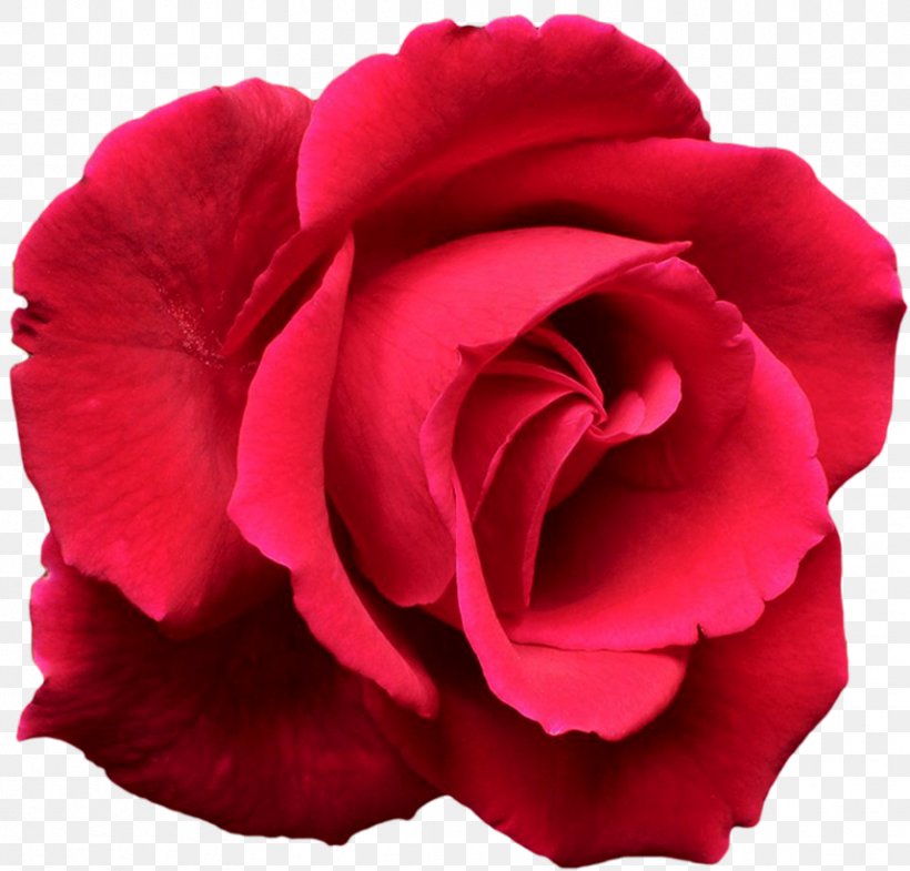 Garden Roses Flower Complete Guide To Roses Desktop Wallpaper, PNG, 858x822px, Rose, Bud, Carnation, China Rose, Close Up Download Free