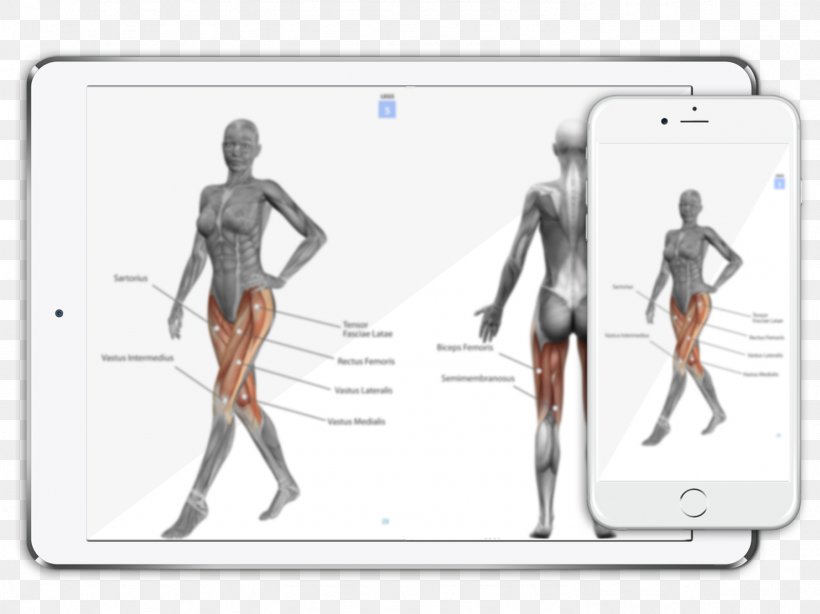 Human Anatomy Muscle Human Body Woman, PNG, 1482x1110px, Human Anatomy, Anatomy, Area, Bronchus, Depositphotos Download Free