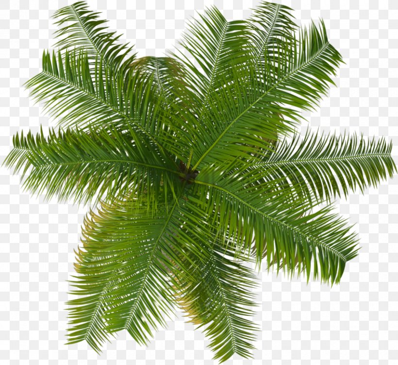 Palm Tree Drawing, PNG, 850x779px, Palm Trees, American Larch, Arecales, Beech, Branch Download Free