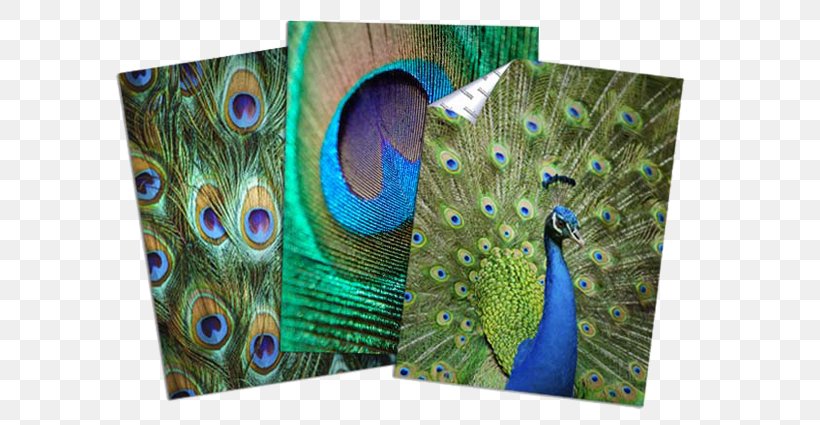 Photographic Paper Kodak Metallic Color, PNG, 600x425px, Paper, Color, Emulsion, Feather, Kodak Download Free