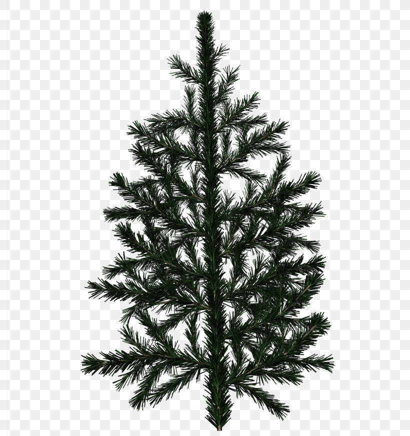Pine Tree Fir Branch Texture Mapping, PNG, 2048x2180px, 3d Modeling, Pine, Alpha Channel, Blue Spruce, Branch Download Free