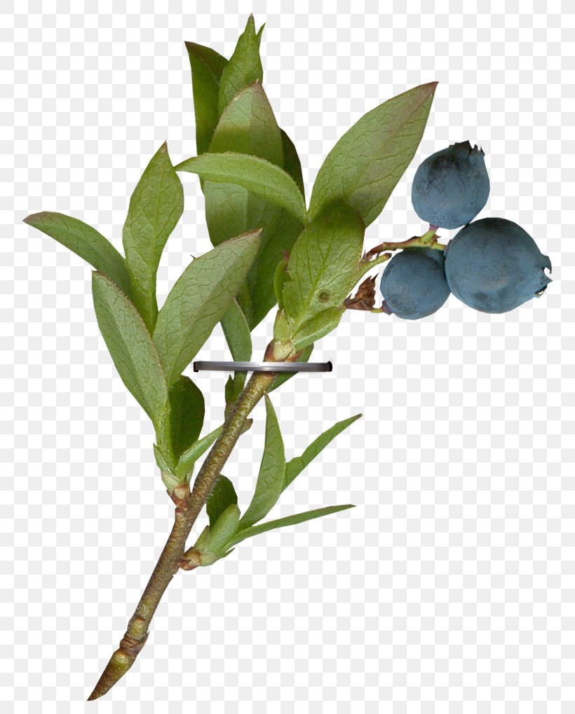 Twig Plant Stem Leaf Fruit Plants, PNG, 794x1019px, Twig, Bay Leaf, Eucalyptus, Flower, Flowering Plant Download Free