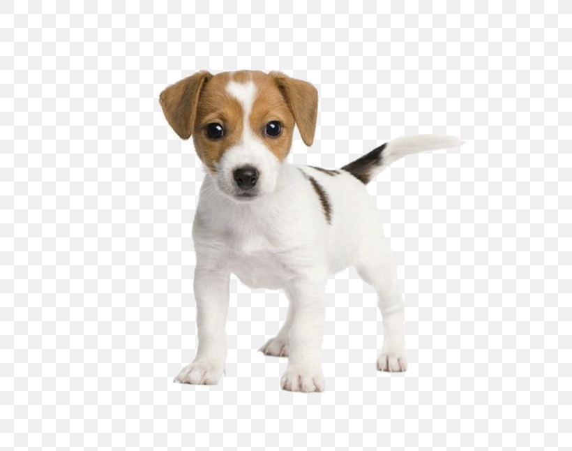 Dog Puppy Jack Russell Terrier Russell Terrier Companion Dog, PNG, 650x646px, Dog, Companion Dog, Jack Russell Terrier, Puppy, Russell Terrier Download Free
