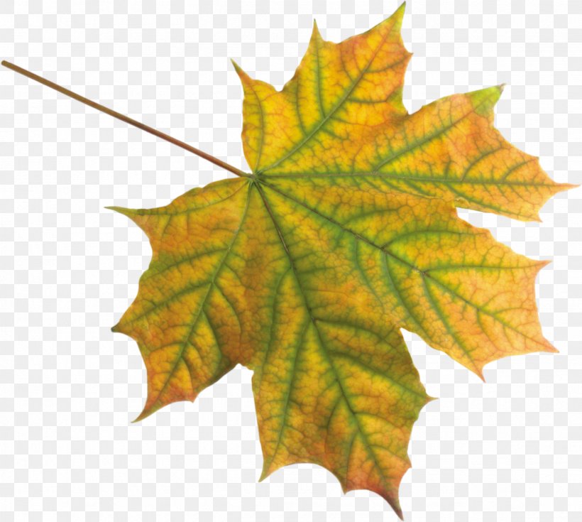 Maple Leaf Clip Art, PNG, 2552x2290px, Leaf, Autumn, Deciduous, Dots Per Inch, Maple Download Free