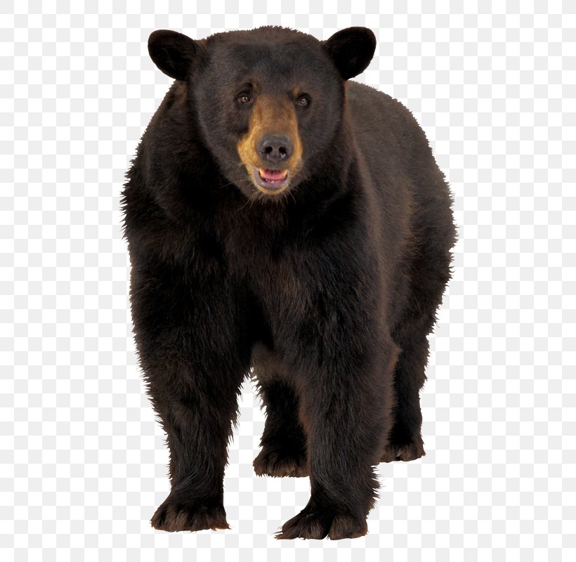 American Black Bear Brown Bear Polar Bear, PNG, 800x800px, American Black Bear, Bear, Brown Bear, Carnivoran, Fur Download Free