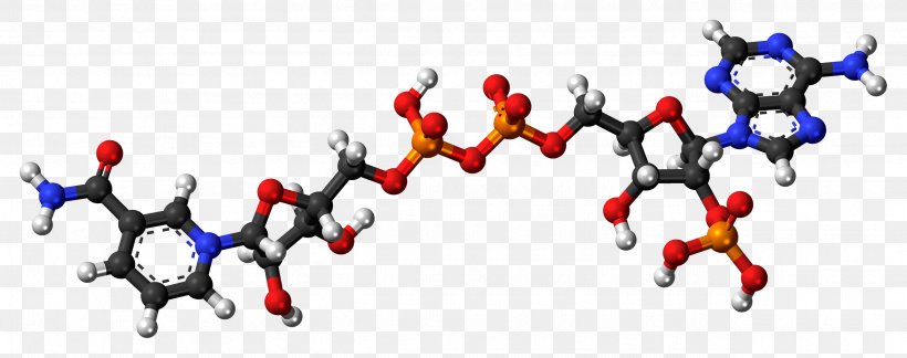 Ball-and-stick Model Nicotinamide Adenine Dinucleotide Phosphate Nicotinic Acid Adenine Dinucleotide Phosphate, PNG, 2528x1000px, Ballandstick Model, Adenine, Adenosine, Adenosine Diphosphate, Adenosine Triphosphate Download Free