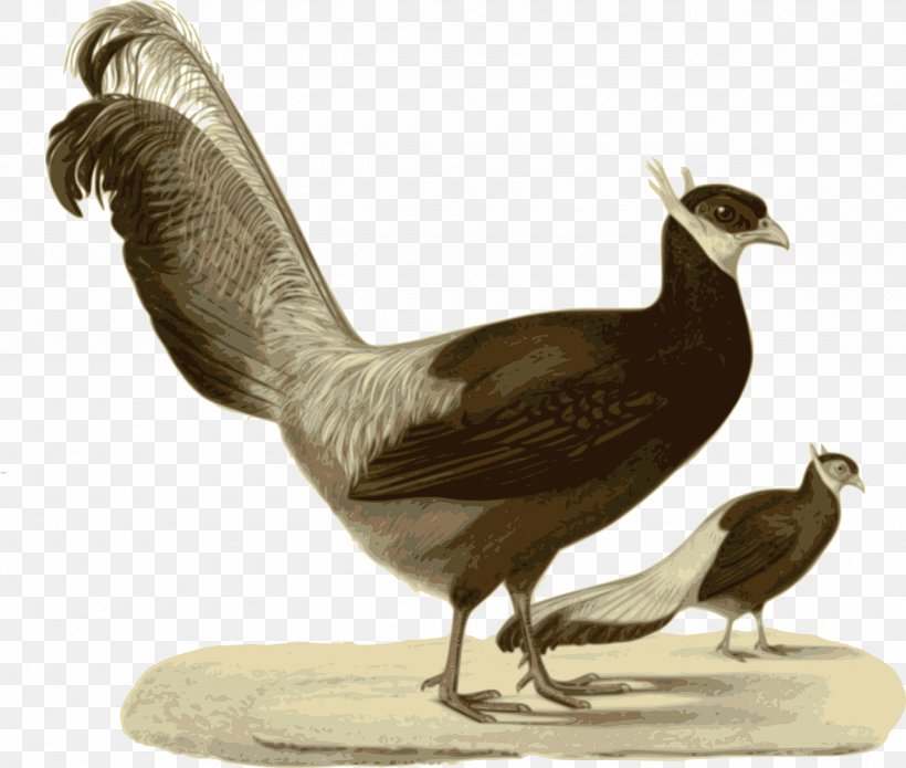 Chicken Pheasant Clip Art, PNG, 1280x1086px, Chicken, Beak, Bird, Computer Font, Fauna Download Free