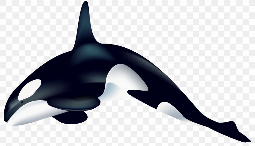 Killer Whale Dolphin Clip Art, PNG, 8000x4576px, Killer Whale, Blue Whale, Cetacea, Dolphin, Drawing Download Free