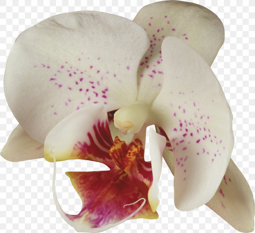 Moth Orchids Cattleya Orchids Flower Paphiopedilum Clip Art, PNG, 1600x1466px, Moth Orchids, Cattleya, Cattleya Orchids, Computer, Cut Flowers Download Free