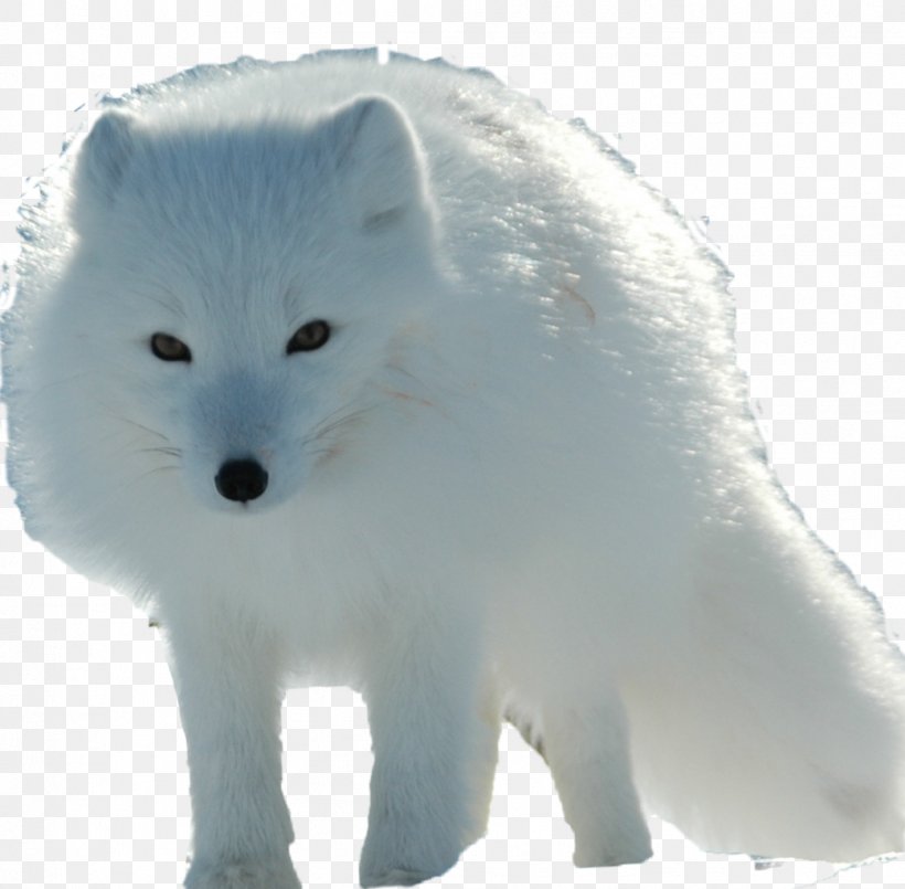 Arctic Fox Red Fox Canadian Eskimo Dog, PNG, 1042x1024px, Arctic Fox, Animal, Arctic, Canadian Eskimo Dog, Canidae Download Free