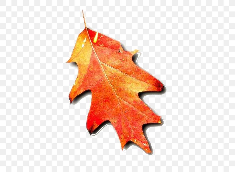 Autumn Leaf Color Tree, PNG, 600x600px, Autumn Leaf Color, Ash, Autumn, Birch, Boxelder Maple Download Free