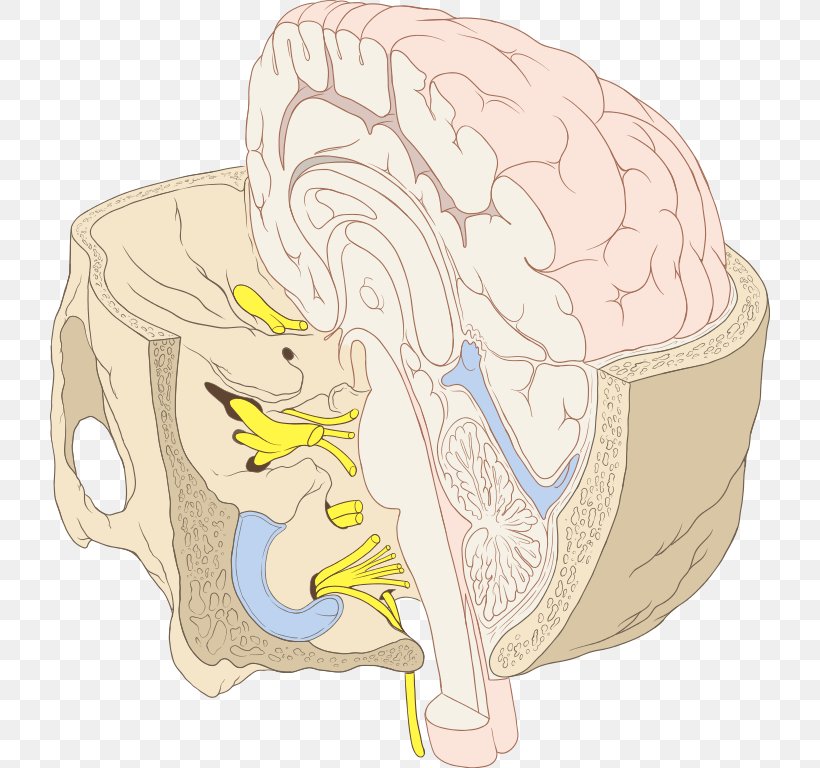 Cranial Nerves Brainstem Base Of Skull, PNG, 720x768px, Watercolor, Cartoon, Flower, Frame, Heart Download Free