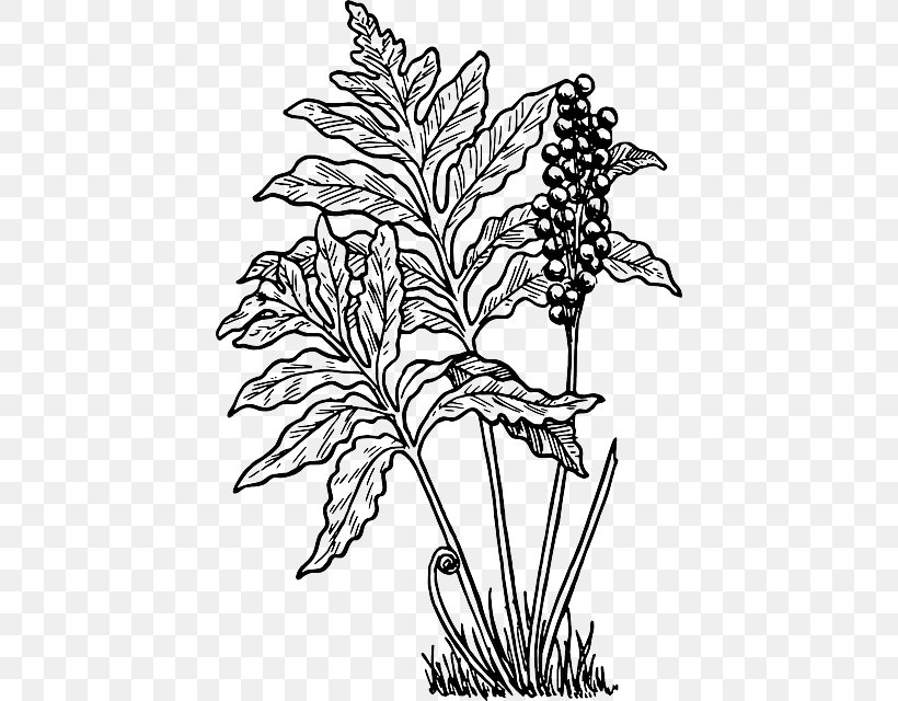 Fern Frond Clip Art, PNG, 426x640px, Fern, Art, Black And White, Branch, Commodity Download Free