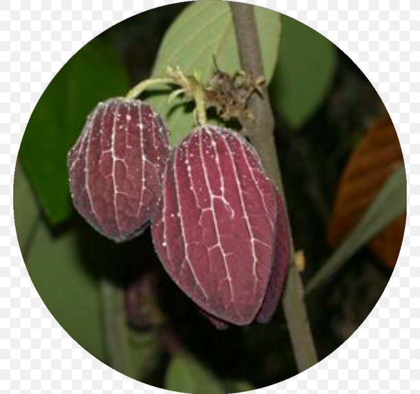 MacRitchie Reservoir Thottea Grandiflora Birthwort Family Dicotyledon, PNG, 768x768px, Macritchie Reservoir, Dicotyledon, Forest, Fruit, Height Download Free