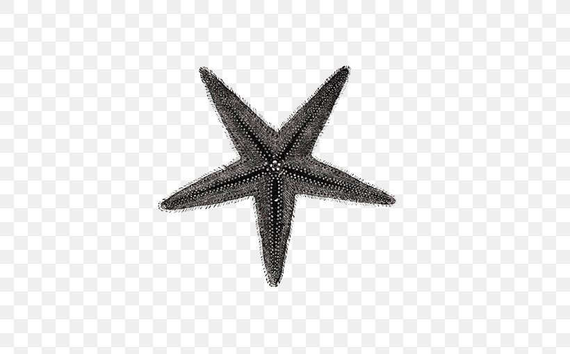 Starfish Seashell Textile, PNG, 627x510px, Starfish, Beach, Black And White, Conch, Cushion Download Free