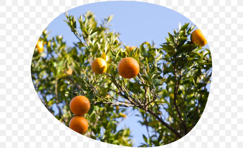Tangerine Bitter Orange Clementine Fruit Tree, PNG, 616x501px, Tangerine, Bitter Orange, Citrus, Clementine, Food Download Free