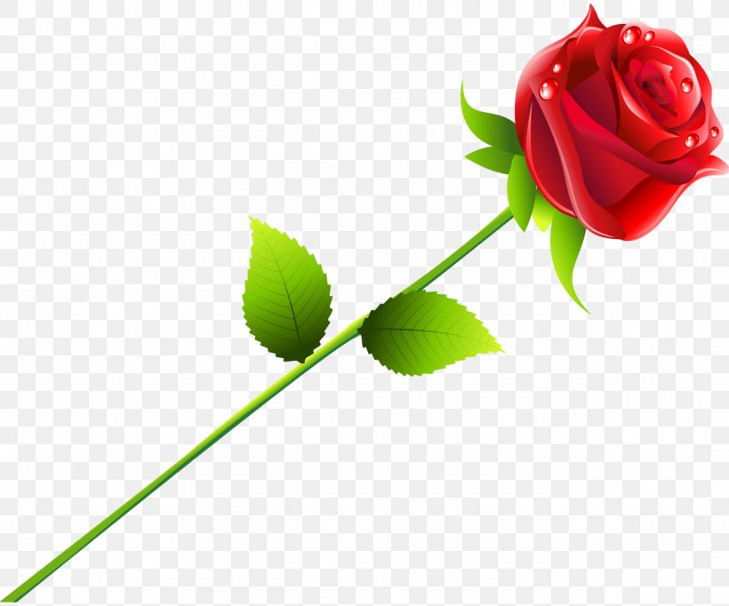 Beach Rose Red, PNG, 1280x1065px, Beach Rose, Bride, Bud, Cut Flowers, Falling In Love Download Free