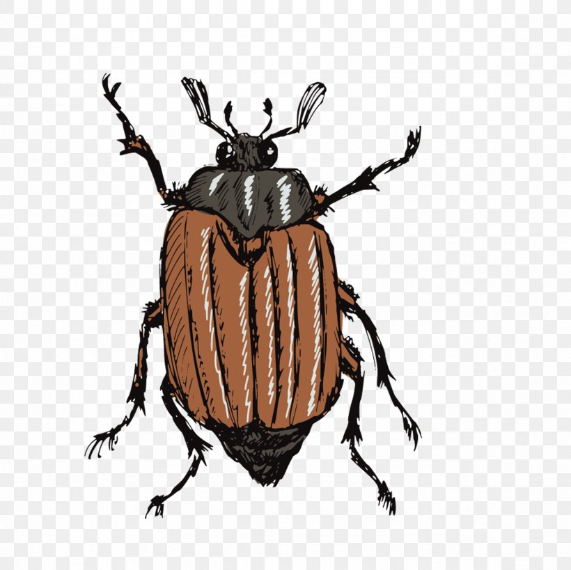 Drawing Stock Photography Illustration, PNG, 2362x2362px, Drawing, Arthropod, Beetle, Cockchafer, Dung Beetle Download Free