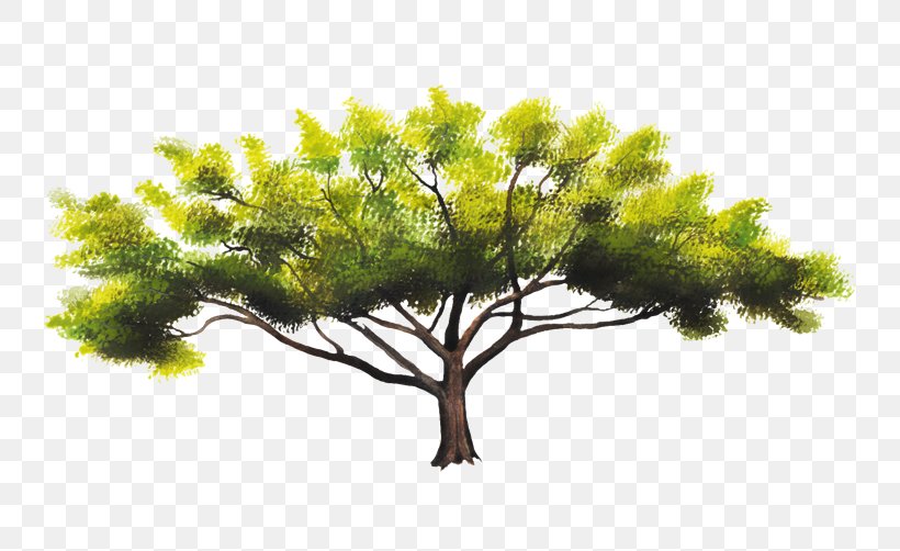 Pine Family Sky Plc, PNG, 750x502px, Pine, Branch, Grass, Pine Family, Plant Download Free