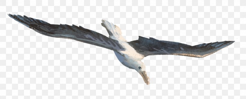 Beak Feather Seabird Wildlife, PNG, 1418x574px, Beak, Animal Figure, Bird, Fauna, Feather Download Free
