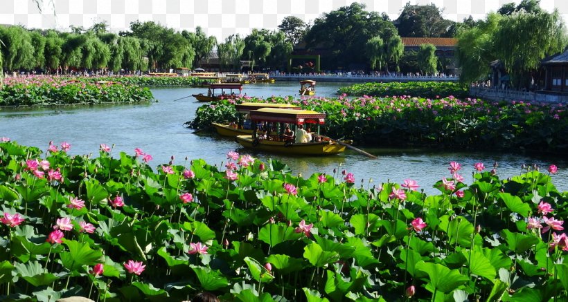 Beihai Park Forbidden City Jingshan Park Zhongnanhai, PNG, 1024x546px, Beihai Park, Aquatic Plant, Bank, Beijing, Botanical Garden Download Free