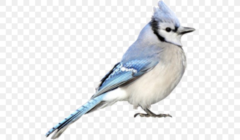 Blue Jay Cobalt Blue Chickadee Beak, PNG, 523x480px, Blue Jay, Beak, Bird, Blue, Bluebird Download Free