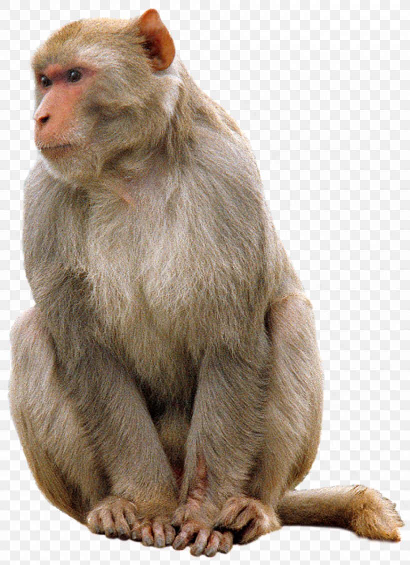Clip Art, PNG, 980x1350px, Monkey, Fauna, Fur, Image File Formats, Image Resolution Download Free