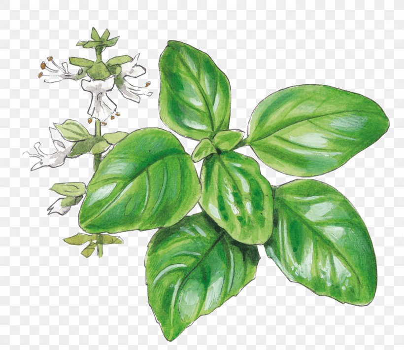 Basil Pianta Aromatica Garden Herb Tarragon, PNG, 1384x1200px, Basil, Garden, Gardener, Gardening, Herb Download Free